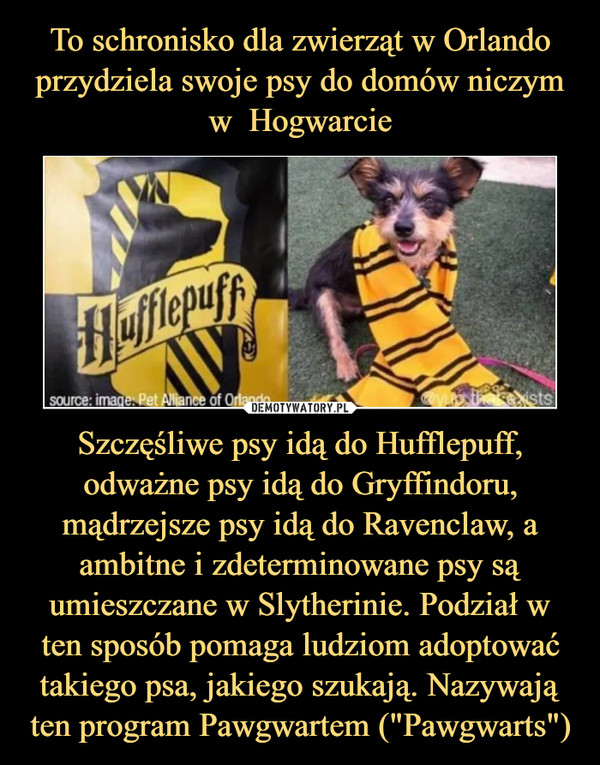 Szczęśliwe psy idą do Hufflepuff, odważne psy idą do Gryffindoru, mądrzejsze psy idą do Ravenclaw, a ambitne i zdeterminowane psy są umieszczane w Slytherinie. Podział w ten sposób pomaga ludziom adoptować takiego psa, jakiego szukają. Nazywają ten program Pawgwartem ("Pawgwarts") –  
