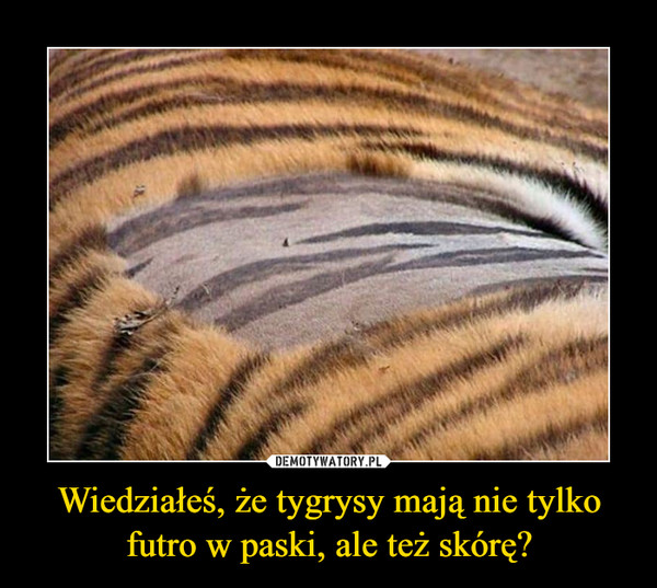 Wiedziałeś, że tygrysy mają nie tylko futro w paski, ale też skórę? –  
