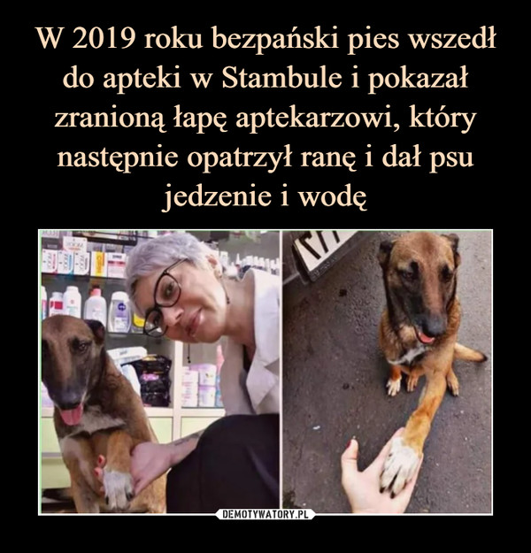 W 2019 roku bezpański pies wszedł do apteki w Stambule i pokazał zranioną łapę aptekarzowi, który następnie opatrzył ranę i dał psu jedzenie i wodę