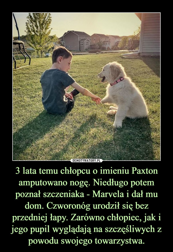 3 lata temu chłopcu o imieniu Paxton amputowano nogę. Niedługo potem poznał szczeniaka - Marvela i dał mu dom. Czworonóg urodził się bez przedniej łapy. Zarówno chłopiec, jak i jego pupil wyglądają na szczęśliwych z powodu swojego towarzystwa.