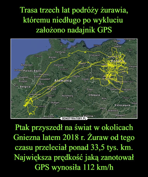 Trasa trzech lat podróży żurawia, któremu niedługo po wykluciu 
założono nadajnik GPS Ptak przyszedł na świat w okolicach Gniezna latem 2018 r. Żuraw od tego czasu przeleciał ponad 33,5 tys. km. Największa prędkość jaką zanotował GPS wynosiła 112 km/h