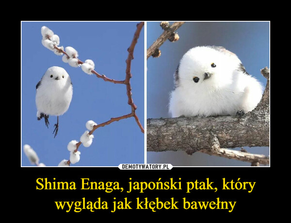 Shima Enaga, japoński ptak, który wygląda jak kłębek bawełny –  