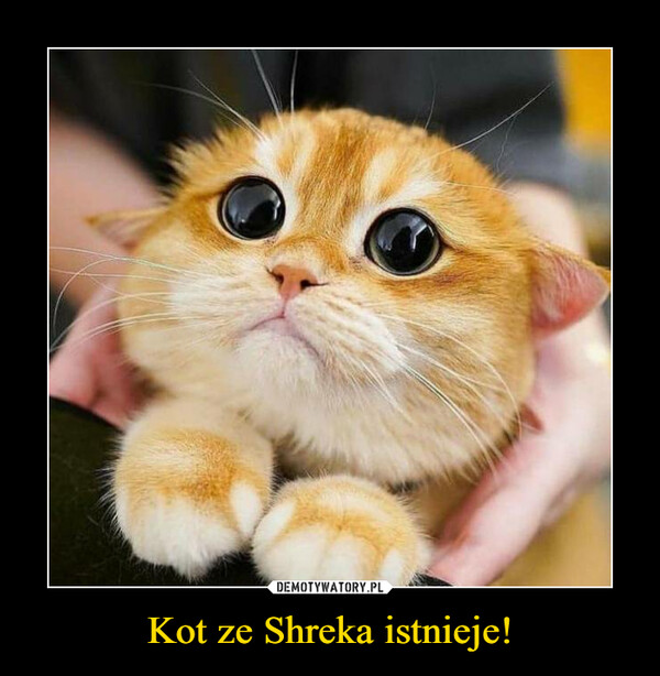 Kot ze Shreka istnieje! –  
