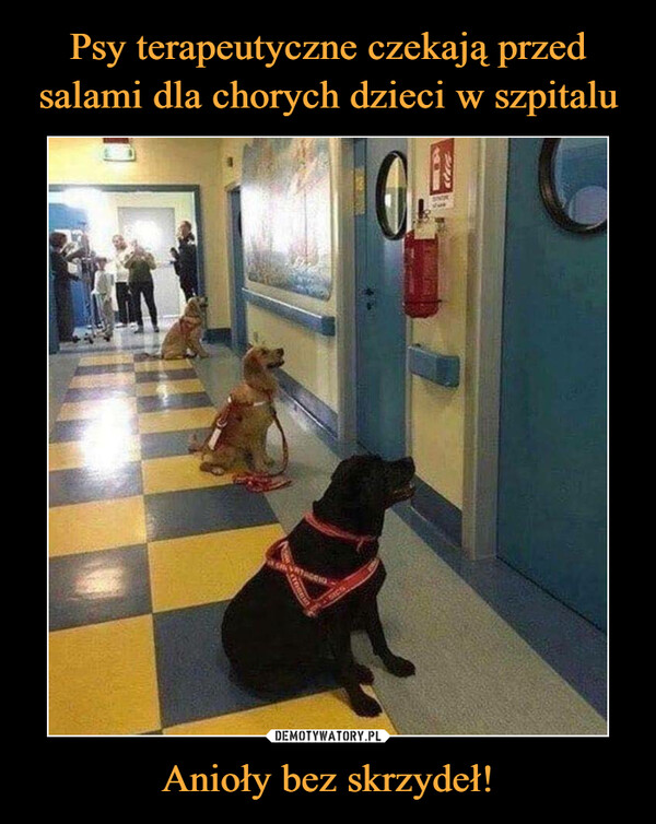Psy terapeutyczne czekają przed salami dla chorych dzieci w szpitalu Anioły bez skrzydeł!