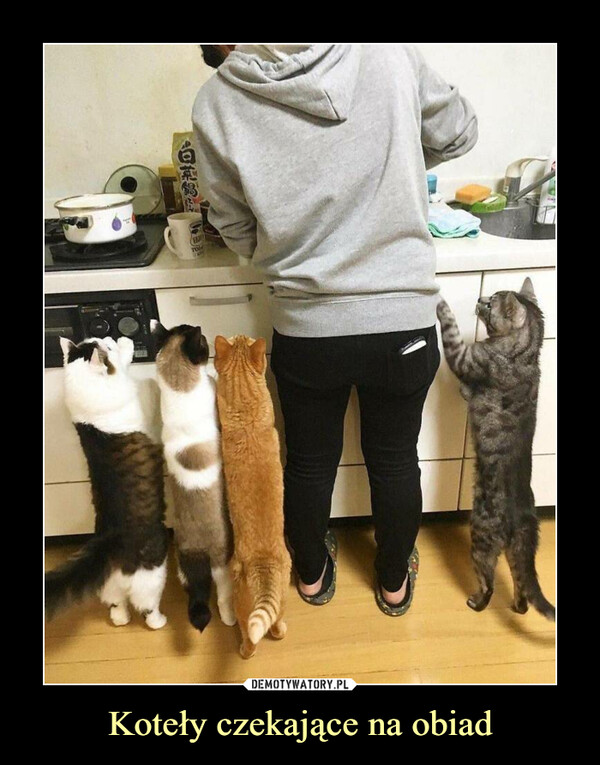Koteły czekające na obiad