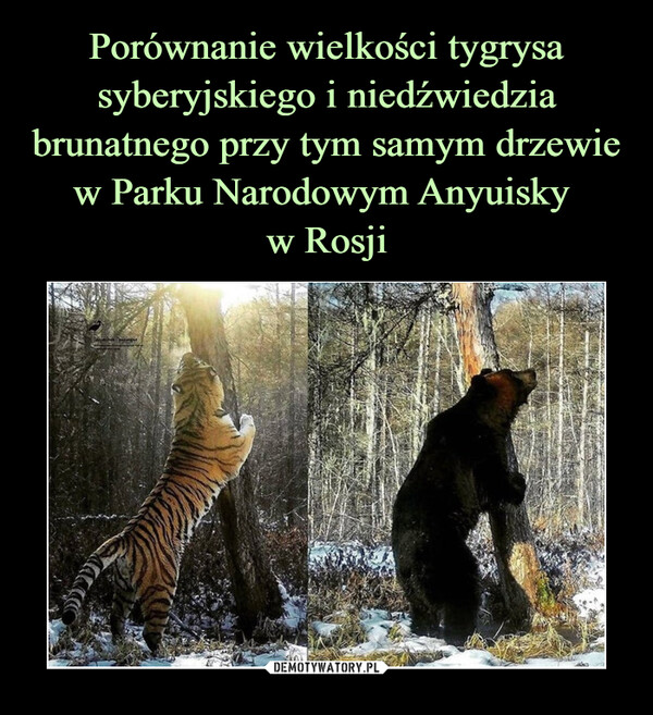 Porównanie wielkości tygrysa syberyjskiego i niedźwiedzia brunatnego przy tym samym drzewie w Parku Narodowym Anyuisky 
w Rosji