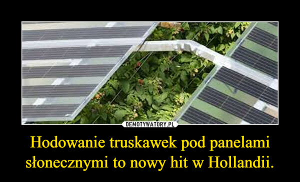 Hodowanie truskawek pod panelami słonecznymi to nowy hit w Hollandii. –  