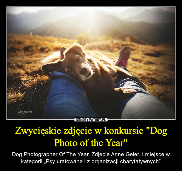 Zwycięskie zdjęcie w konkursie "Dog Photo of the Year" – Dog Photographer Of The Year. Zdjęcie Anne Geier. I miejsce w kategorii „Psy uratowane i z organizacji charytatywnych” 