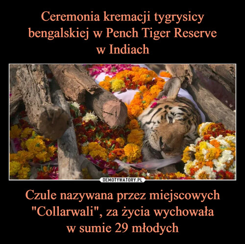 Ceremonia kremacji tygrysicy bengalskiej w Pench Tiger Reserve
w Indiach Czule nazywana przez miejscowych "Collarwali", za życia wychowała
w sumie 29 młodych