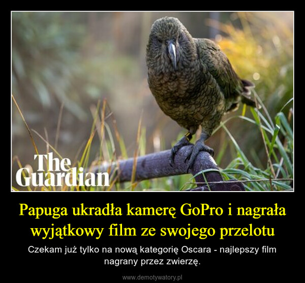 Papuga ukradła kamerę GoPro i nagrała wyjątkowy film ze swojego przelotu – Czekam już tylko na nową kategorię Oscara - najlepszy film nagrany przez zwierzę. 
