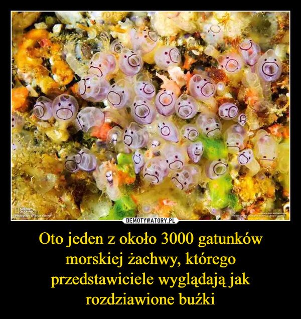 Oto jeden z około 3000 gatunków morskiej żachwy, którego przedstawiciele wyglądają jak rozdziawione buźki –  