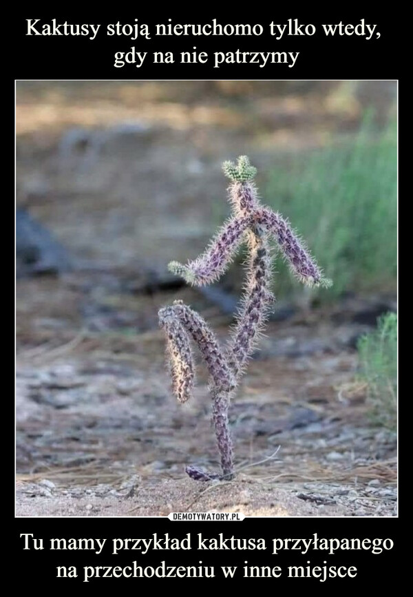 Tu mamy przykład kaktusa przyłapanego na przechodzeniu w inne miejsce –  