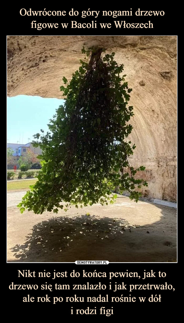Nikt nie jest do końca pewien, jak to drzewo się tam znalazło i jak przetrwało, ale rok po roku nadal rośnie w dółi rodzi figi –  