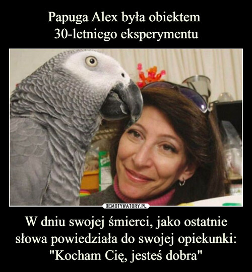 Papuga Alex była obiektem 
30-letniego eksperymentu W dniu swojej śmierci, jako ostatnie słowa powiedziała do swojej opiekunki: "Kocham Cię, jesteś dobra"
