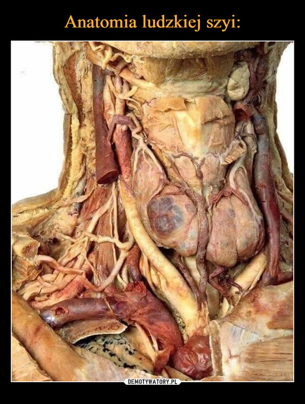 Anatomia ludzkiej szyi: