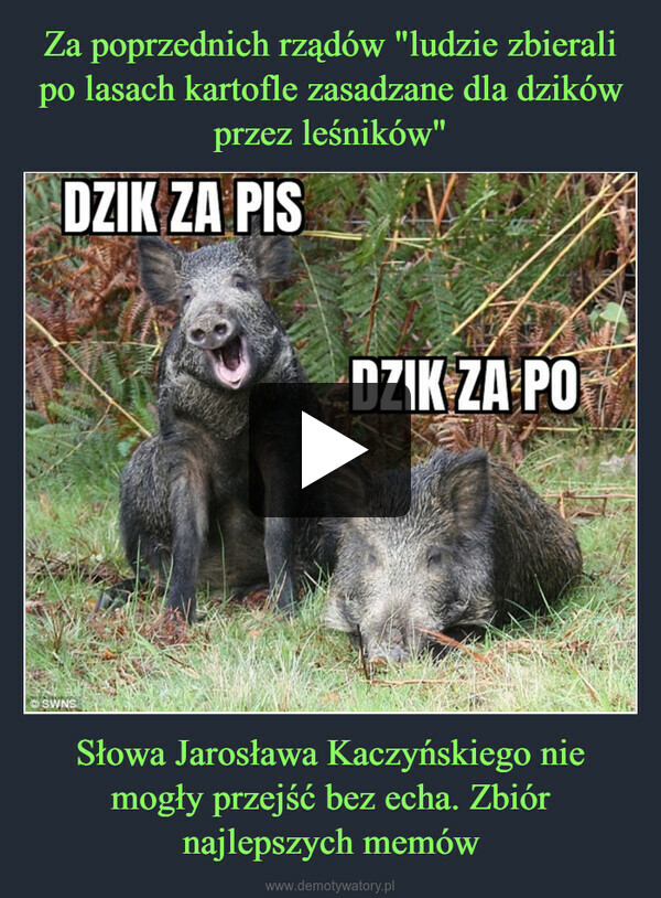 Za poprzednich rządów "ludzie zbierali po lasach kartofle zasadzane dla dzików przez leśników" Słowa Jarosława Kaczyńskiego nie mogły przejść bez echa. Zbiór najlepszych memów