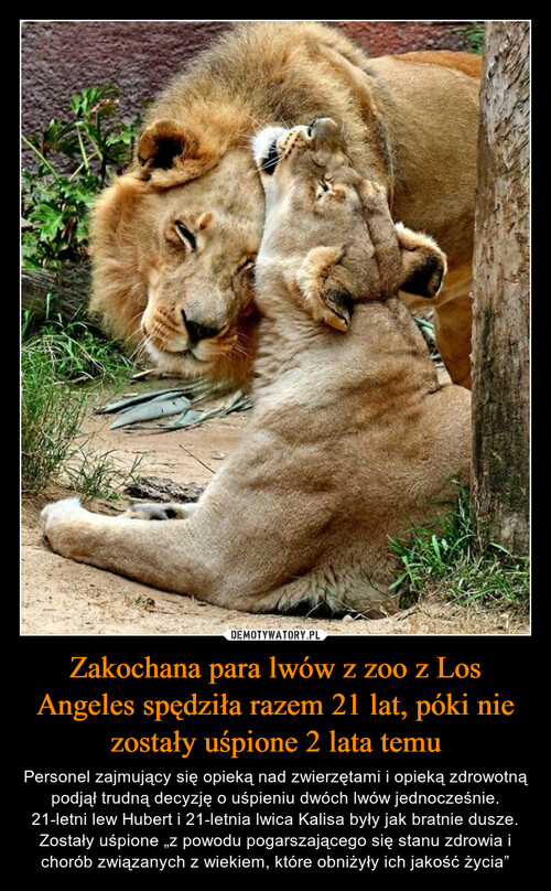 Zakochana para lwów z zoo z Los Angeles spędziła razem 21 lat, póki nie zostały uśpione 2 lata temu