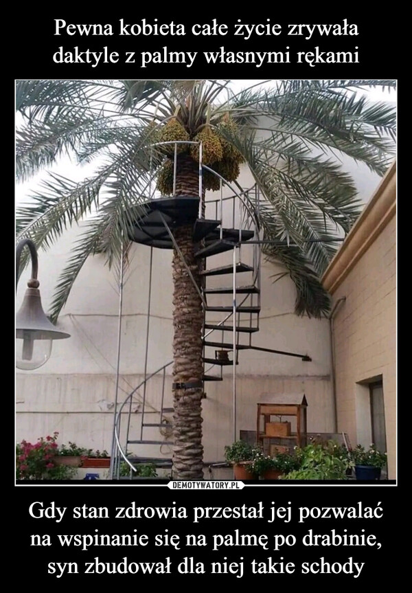 Gdy stan zdrowia przestał jej pozwalać na wspinanie się na palmę po drabinie, syn zbudował dla niej takie schody –  