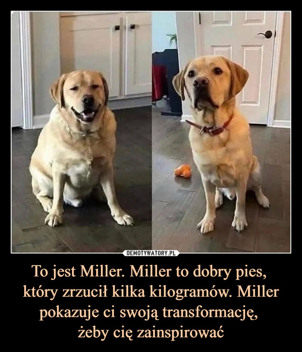 To jest Miller. Miller to dobry pies, 
który zrzucił kilka kilogramów. Miller pokazuje ci swoją transformację, 
żeby cię zainspirować
