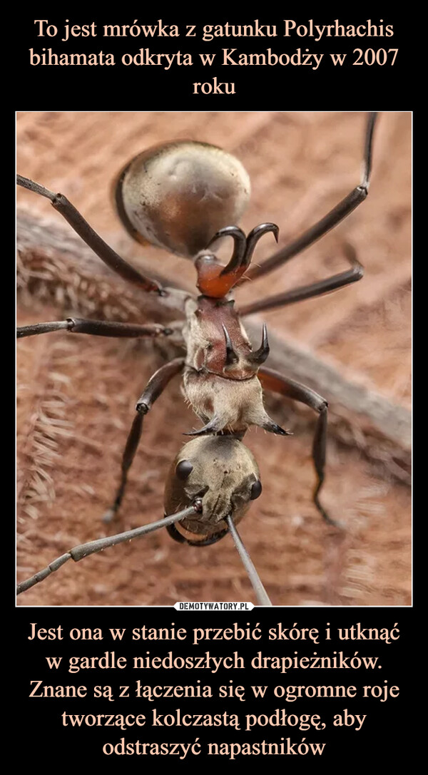 To jest mrówka z gatunku Polyrhachis bihamata odkryta w Kambodży w 2007 roku Jest ona w stanie przebić skórę i utknąć w gardle niedoszłych drapieżników. Znane są z łączenia się w ogromne roje tworzące kolczastą podłogę, aby odstraszyć napastników