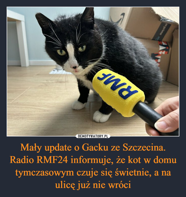 Mały update o Gacku ze Szczecina. Radio RMF24 informuje, że kot w domu tymczasowym czuje się świetnie, a na ulicę już nie wróci