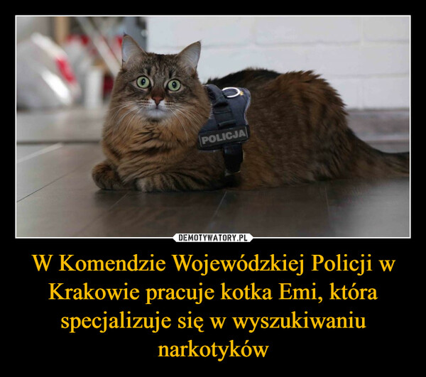 W Komendzie Wojewódzkiej Policji w Krakowie pracuje kotka Emi, która specjalizuje się w wyszukiwaniu narkotyków –  POLICJA