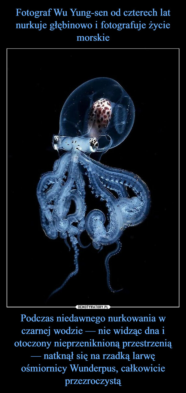 Fotograf Wu Yung-sen od czterech lat nurkuje głębinowo i fotografuje życie morskie Podczas niedawnego nurkowania w czarnej wodzie — nie widząc dna i otoczony nieprzeniknioną przestrzenią — natknął się na rzadką larwę ośmiornicy Wunderpus, całkowicie przezroczystą