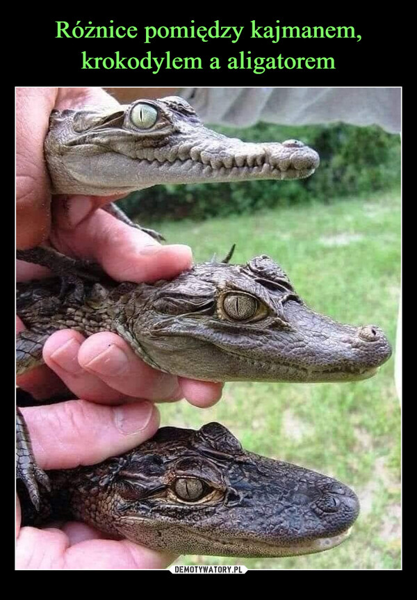 Różnice pomiędzy kajmanem, krokodylem a aligatorem