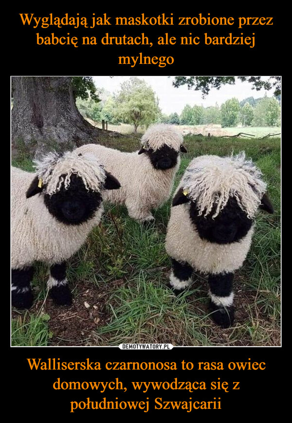 Walliserska czarnonosa to rasa owiec domowych, wywodząca się z południowej Szwajcarii –  