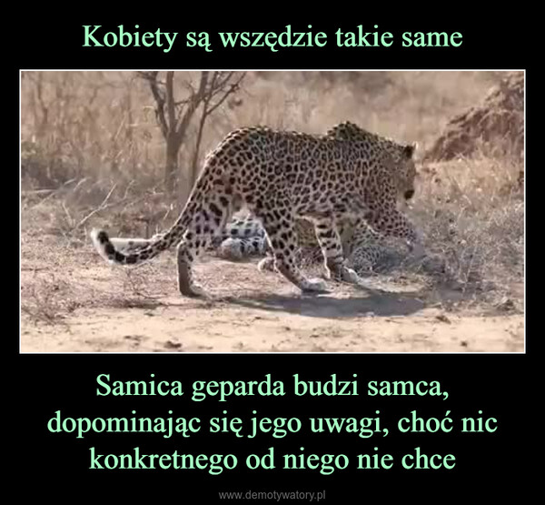 Samica geparda budzi samca, dopominając się jego uwagi, choć nic konkretnego od niego nie chce –  