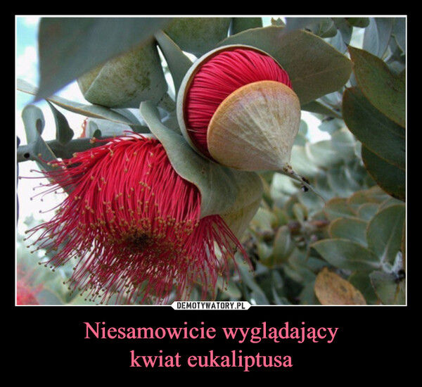 Niesamowicie wyglądający
kwiat eukaliptusa