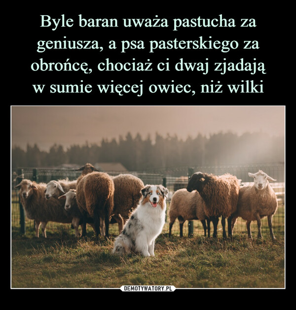 Byle baran uważa pastucha za geniusza, a psa pasterskiego za obrońcę, chociaż ci dwaj zjadają
w sumie więcej owiec, niż wilki