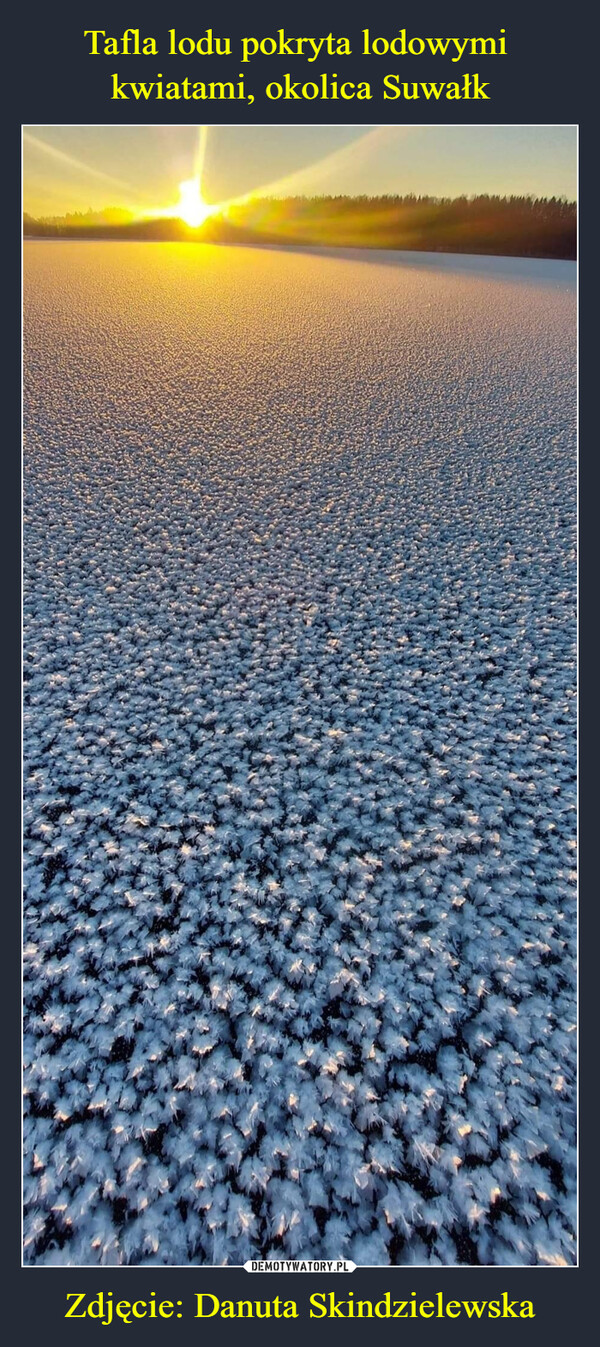 Tafla lodu pokryta lodowymi 
kwiatami, okolica Suwałk Zdjęcie: Danuta Skindzielewska