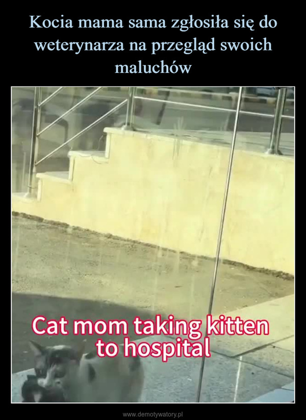  –  Cat mom taking kittento hospital