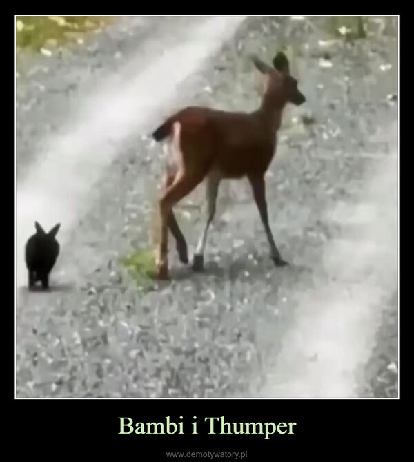 Bambi i Thumper –  